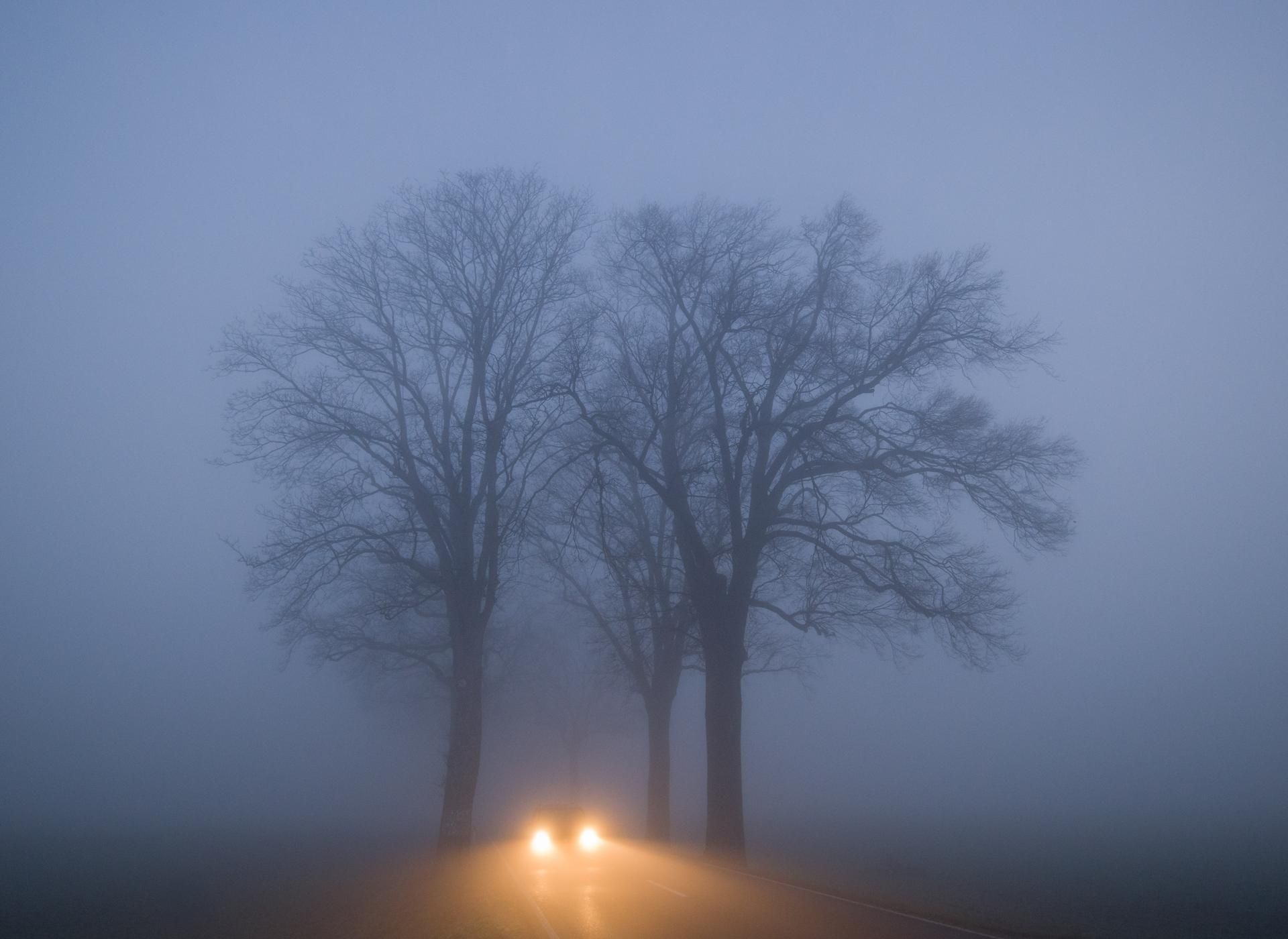 Unfall_Baum