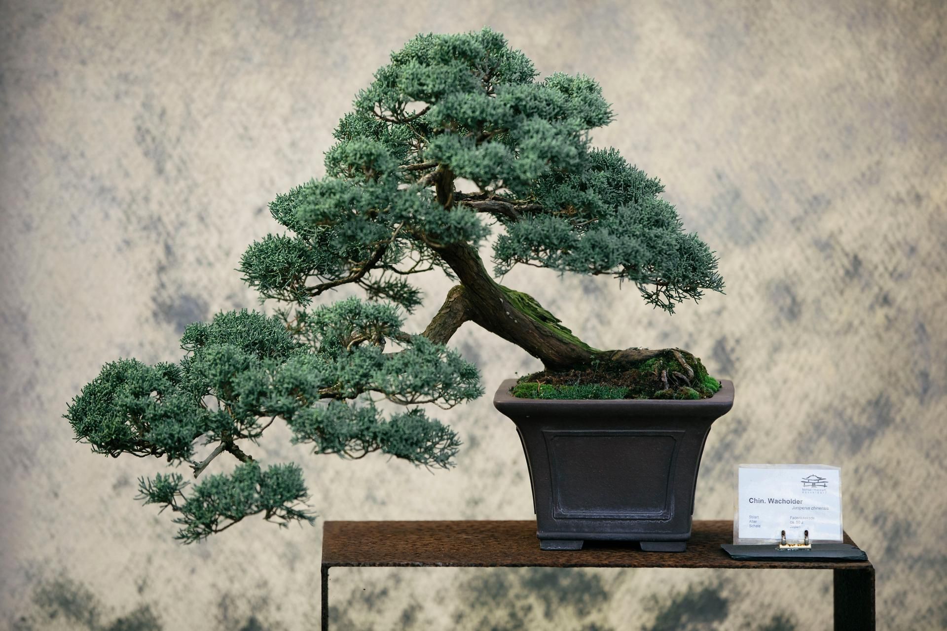 rossmann lego bonsai LEGO 10281