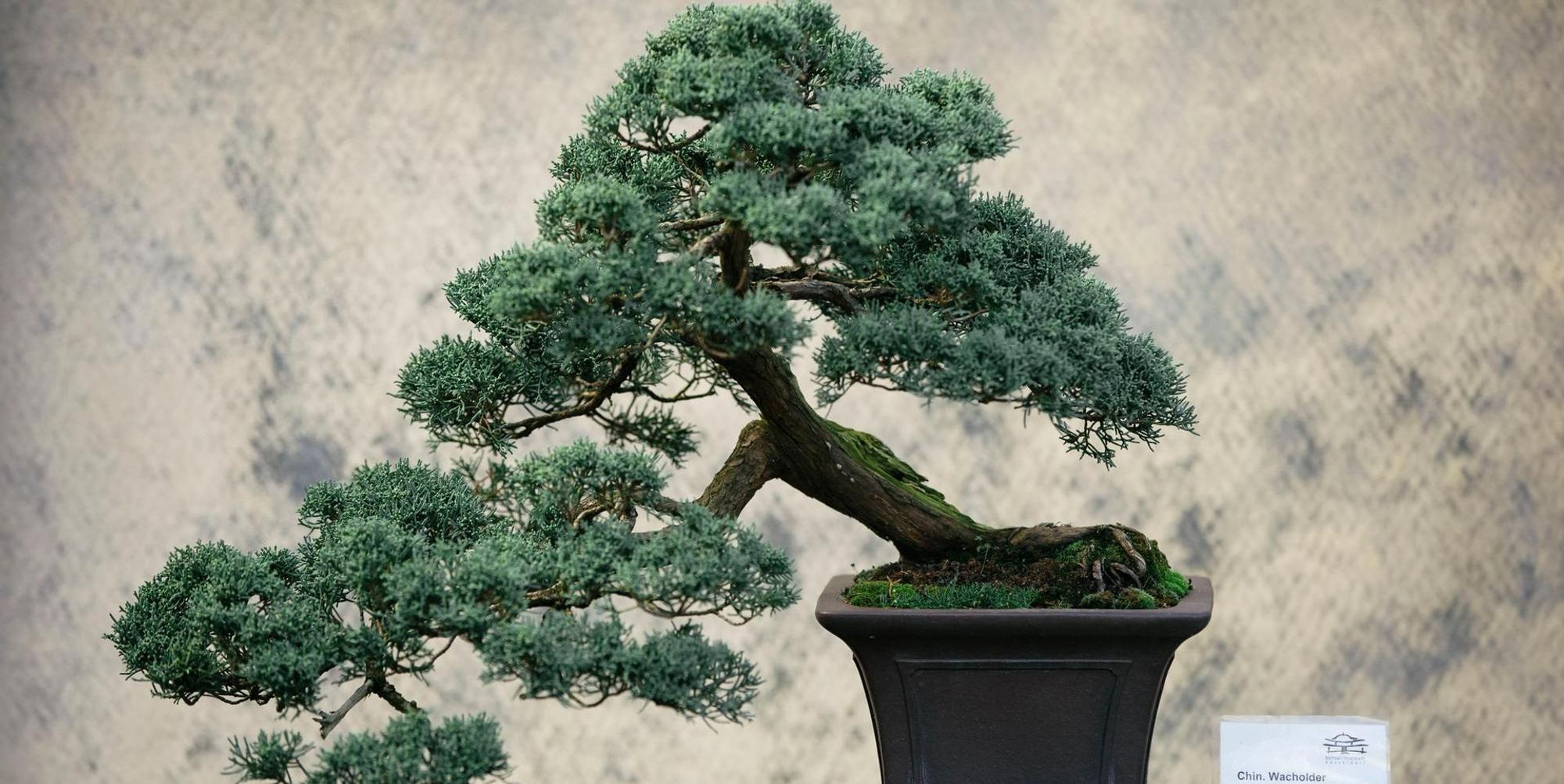 20171030_Bonsai_Museum-0794 (1)