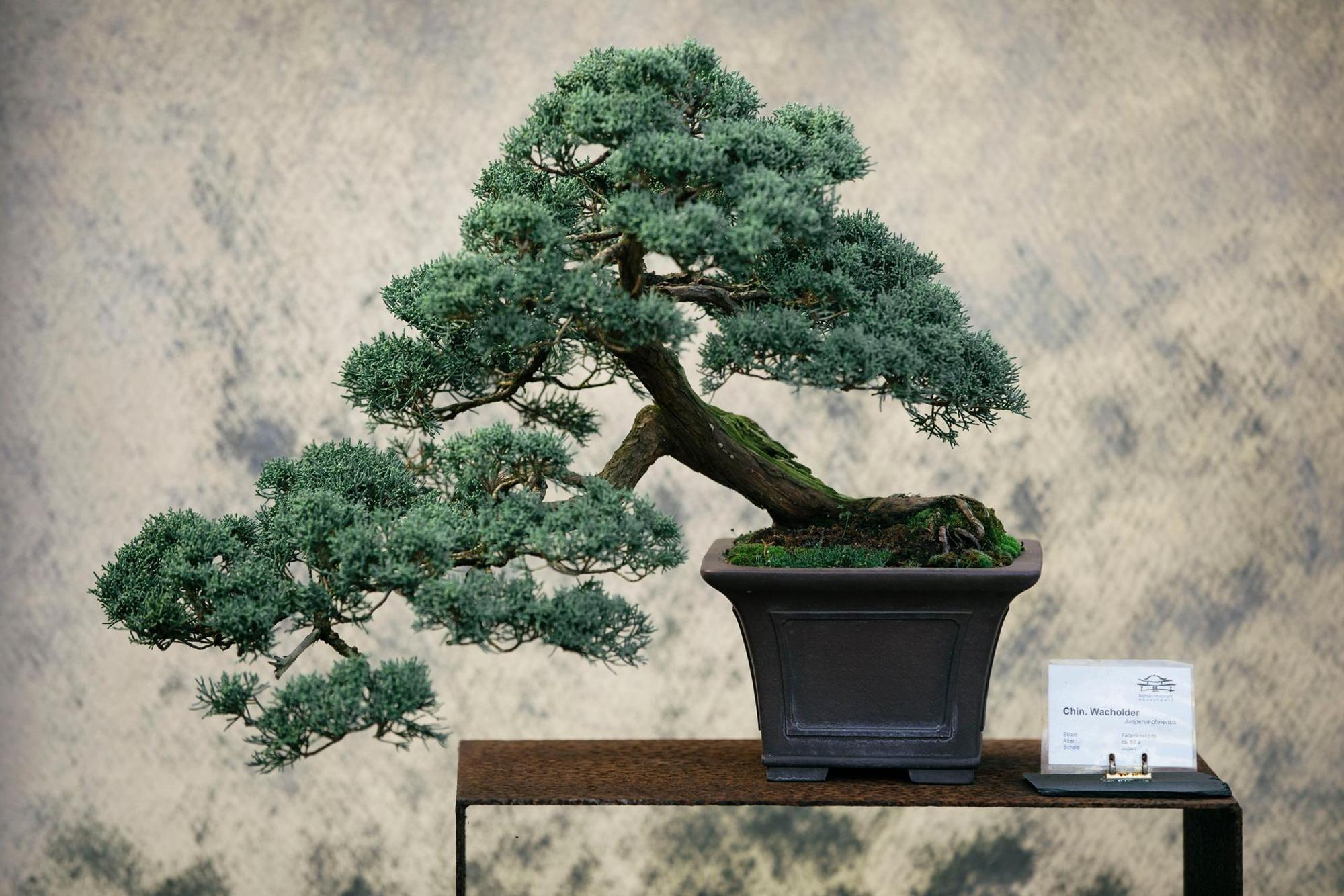 20171030_Bonsai_Museum-0794 (1)