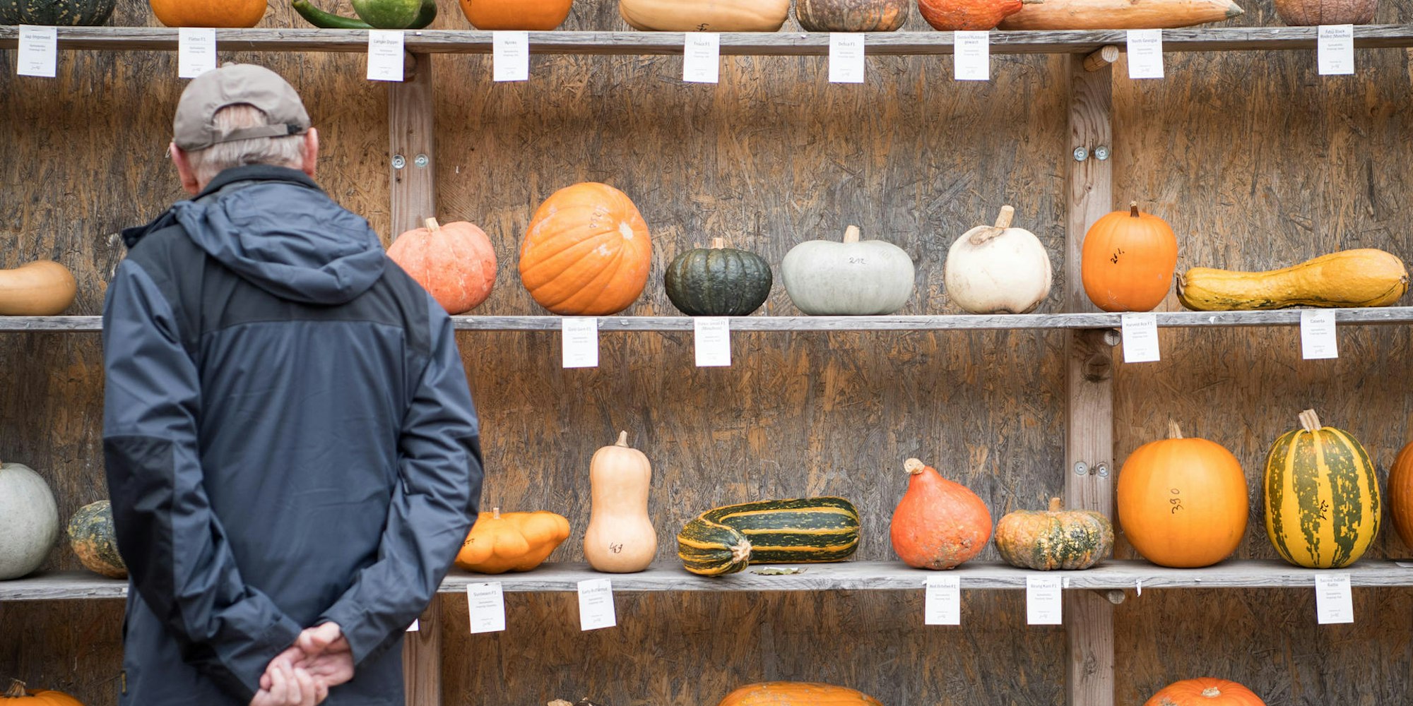 Kürbisse im Regal Mann guckt