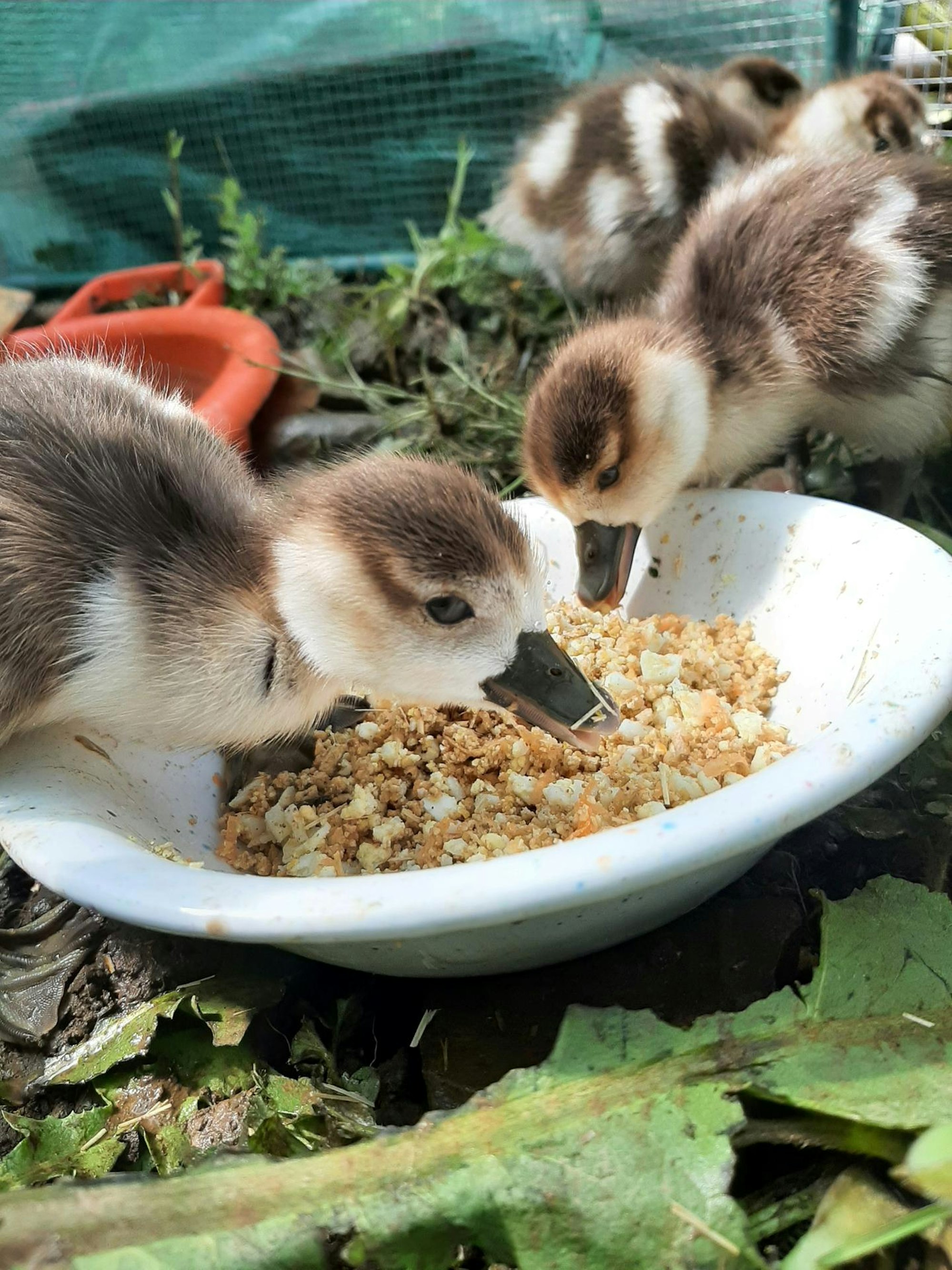 Ente_3_20210503_105852