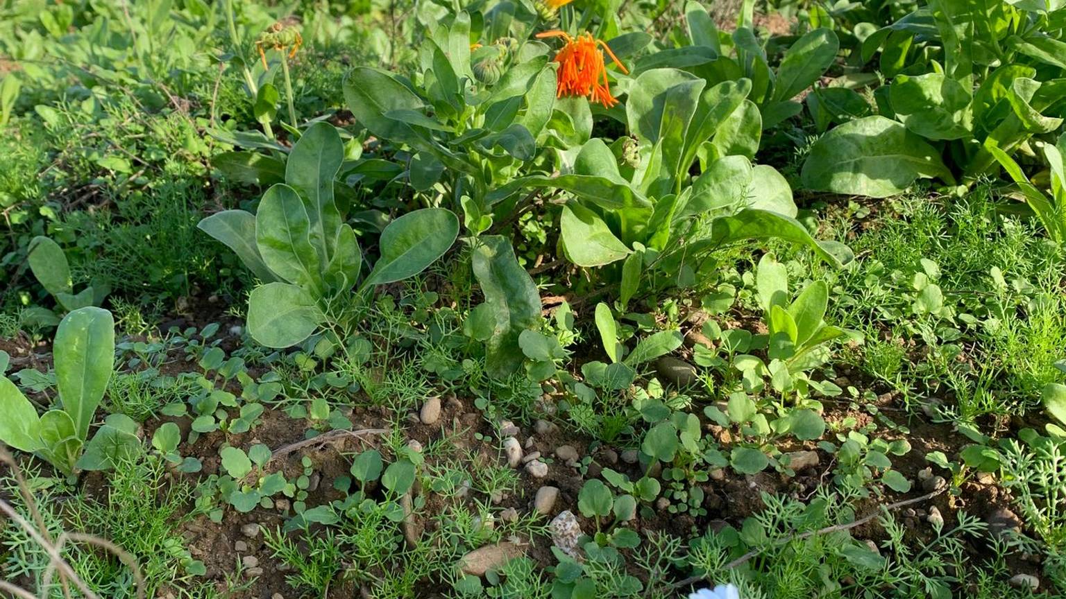 Ringelblumen stehen auf einer Wiese in Sankt Augustin.