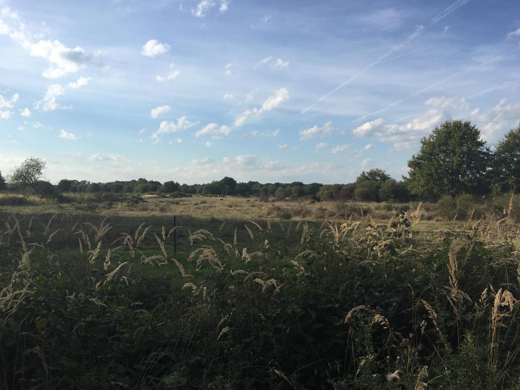 Wahner Heide Reiche 2018-4