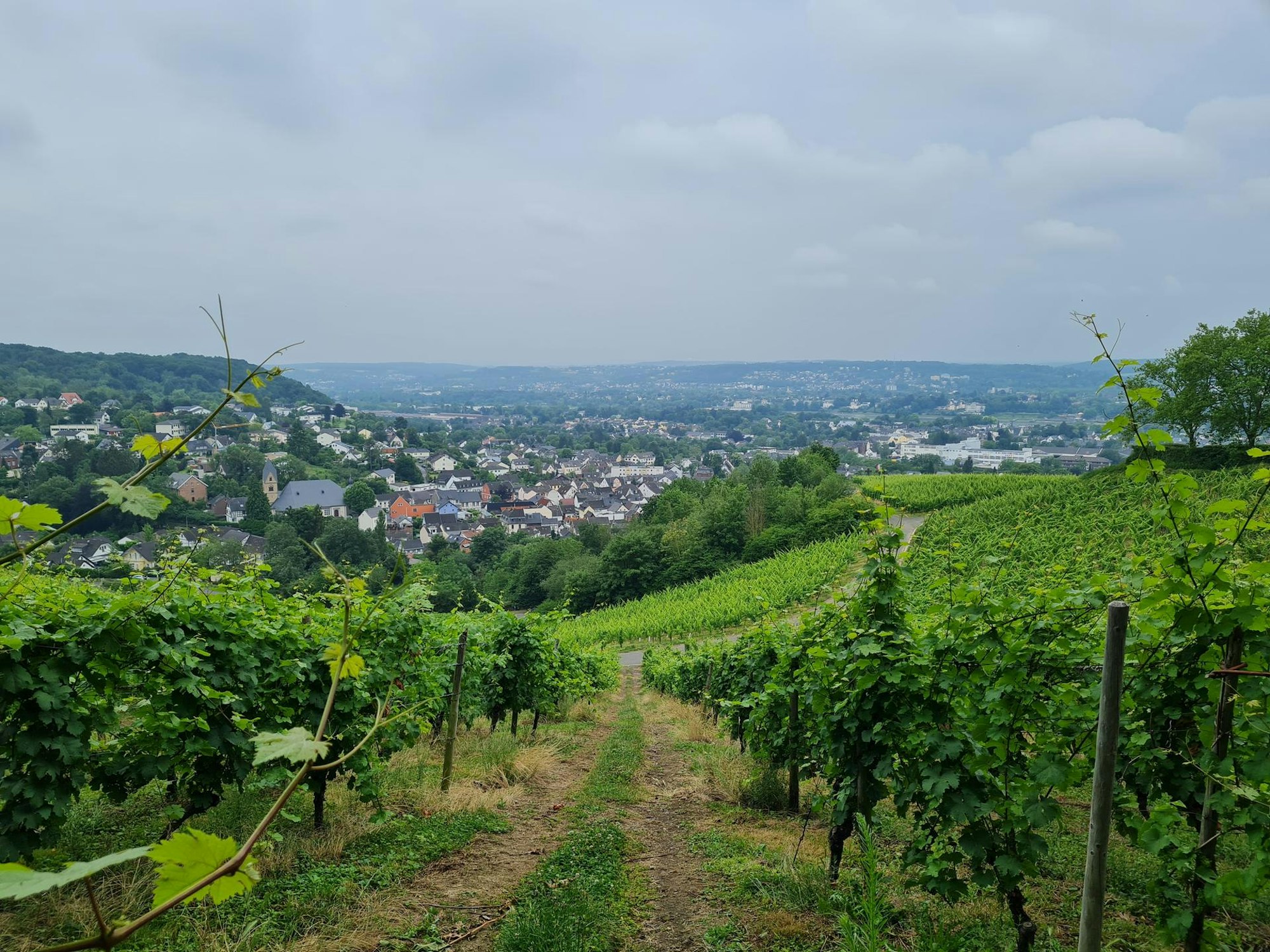 Rheinsteig Dollendorfer Weinberge