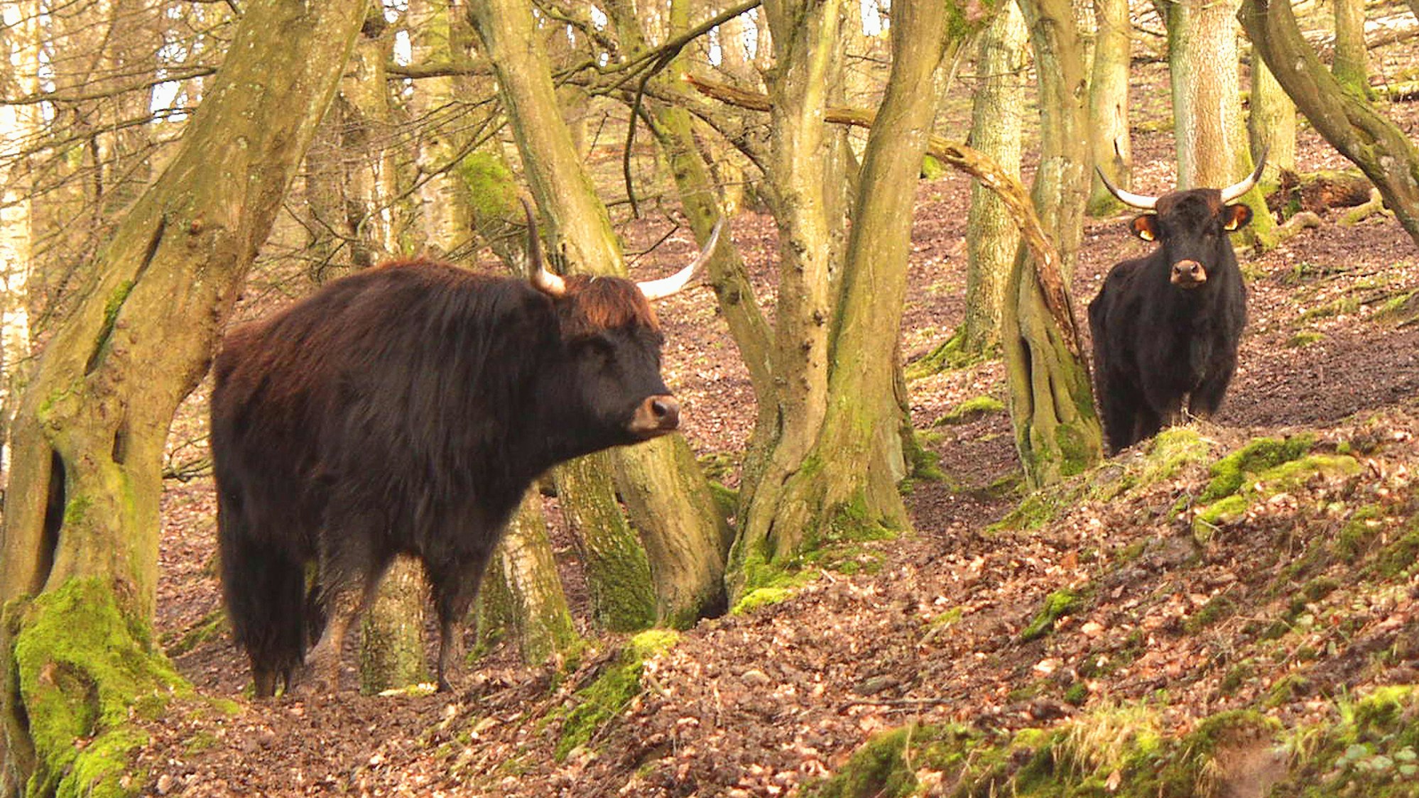 zwei Rinder in einem Wald
