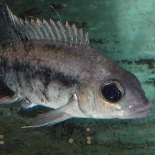 Mangarahara cichlid with eggs phot. T. Ziegler