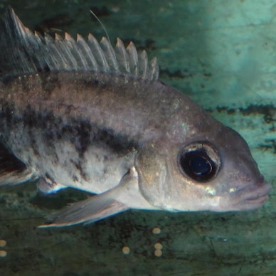 Mangarahara cichlid with eggs phot. T. Ziegler