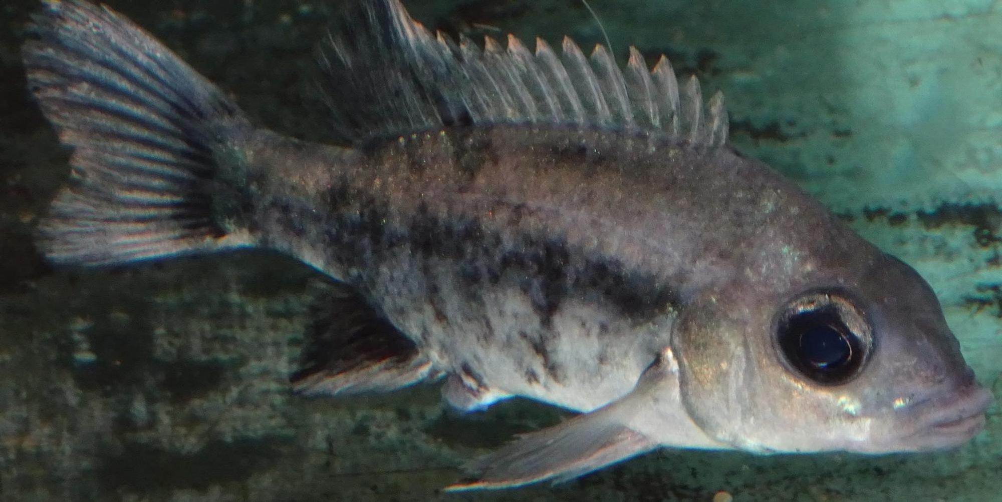 Mangarahara cichlid with eggs phot. T. Ziegler
