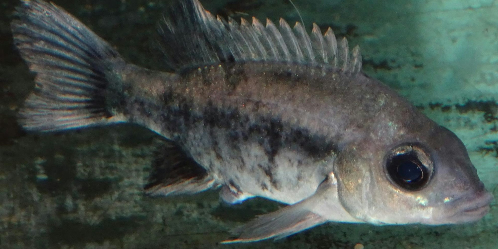 Mangarahara cichlid with eggs phot. T. Ziegler