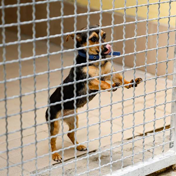 Hund Tierheim Nürnberg