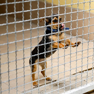 Hund Tierheim Nürnberg