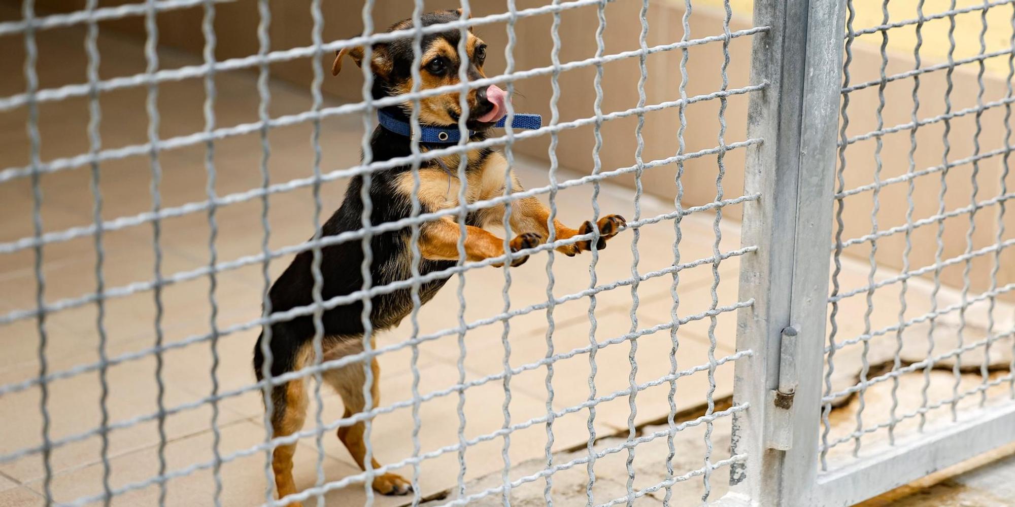 Hund Tierheim Nürnberg