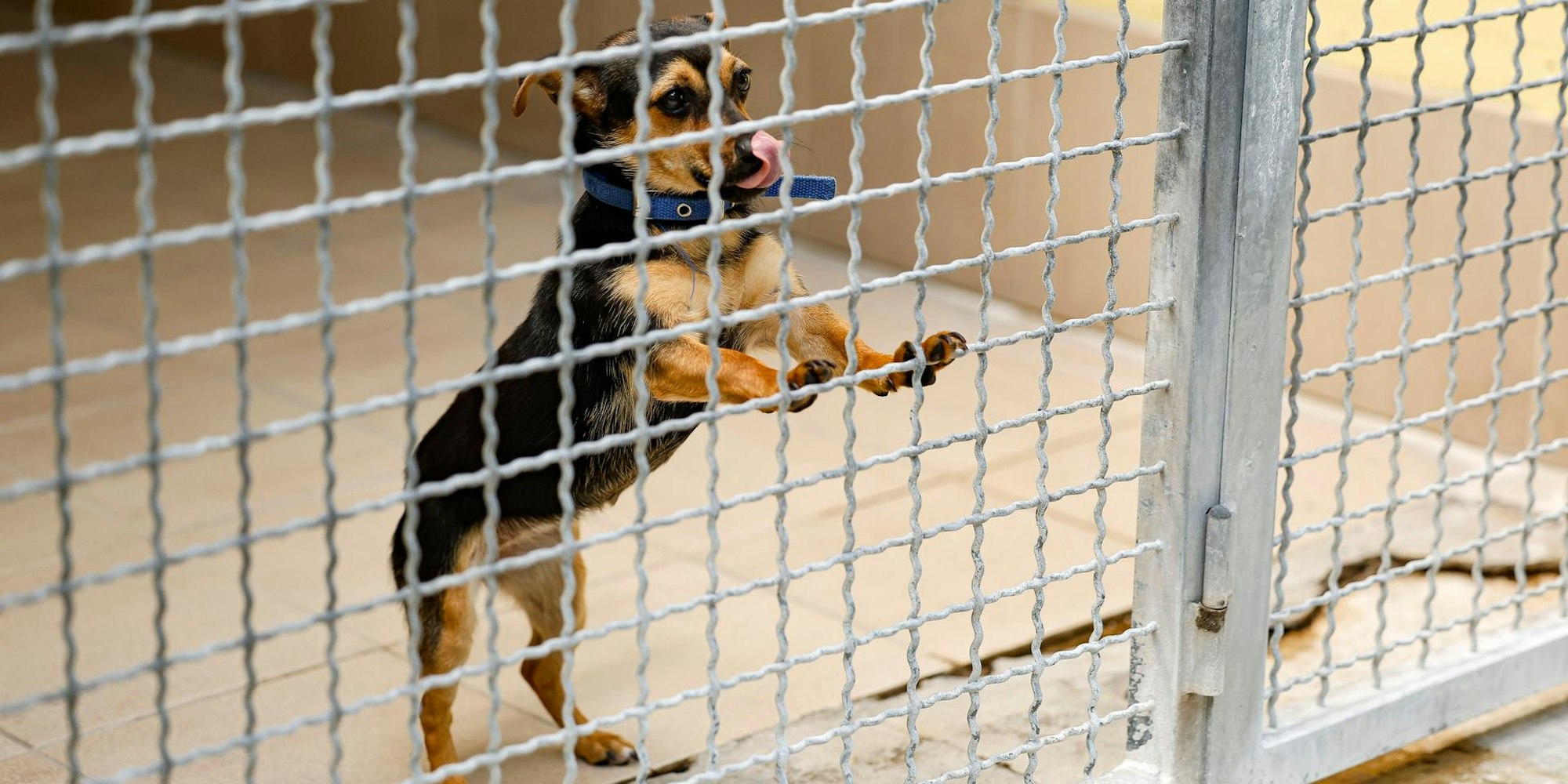 Hund Tierheim Nürnberg
