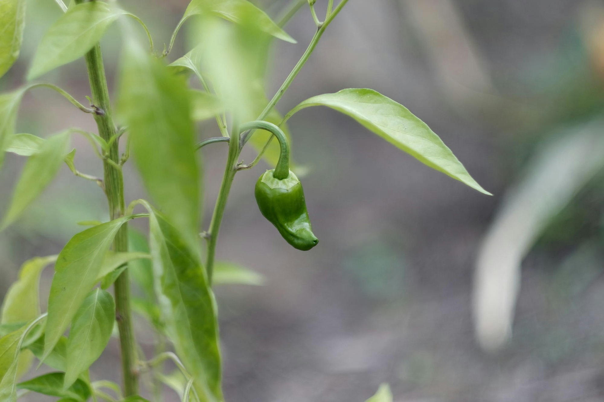 20190830max-garten38