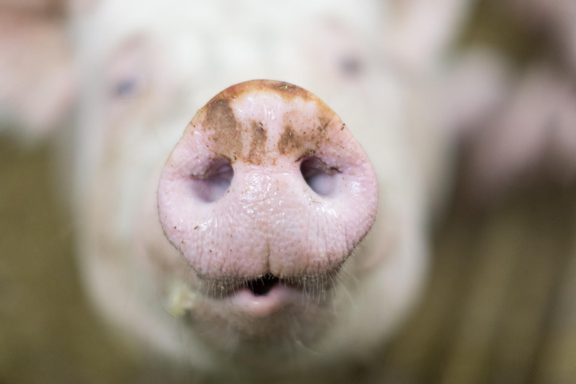 Schwein