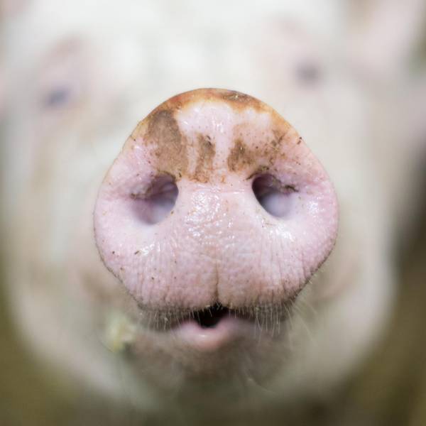 Schwein