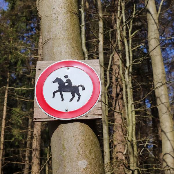Pferd Symbolbild