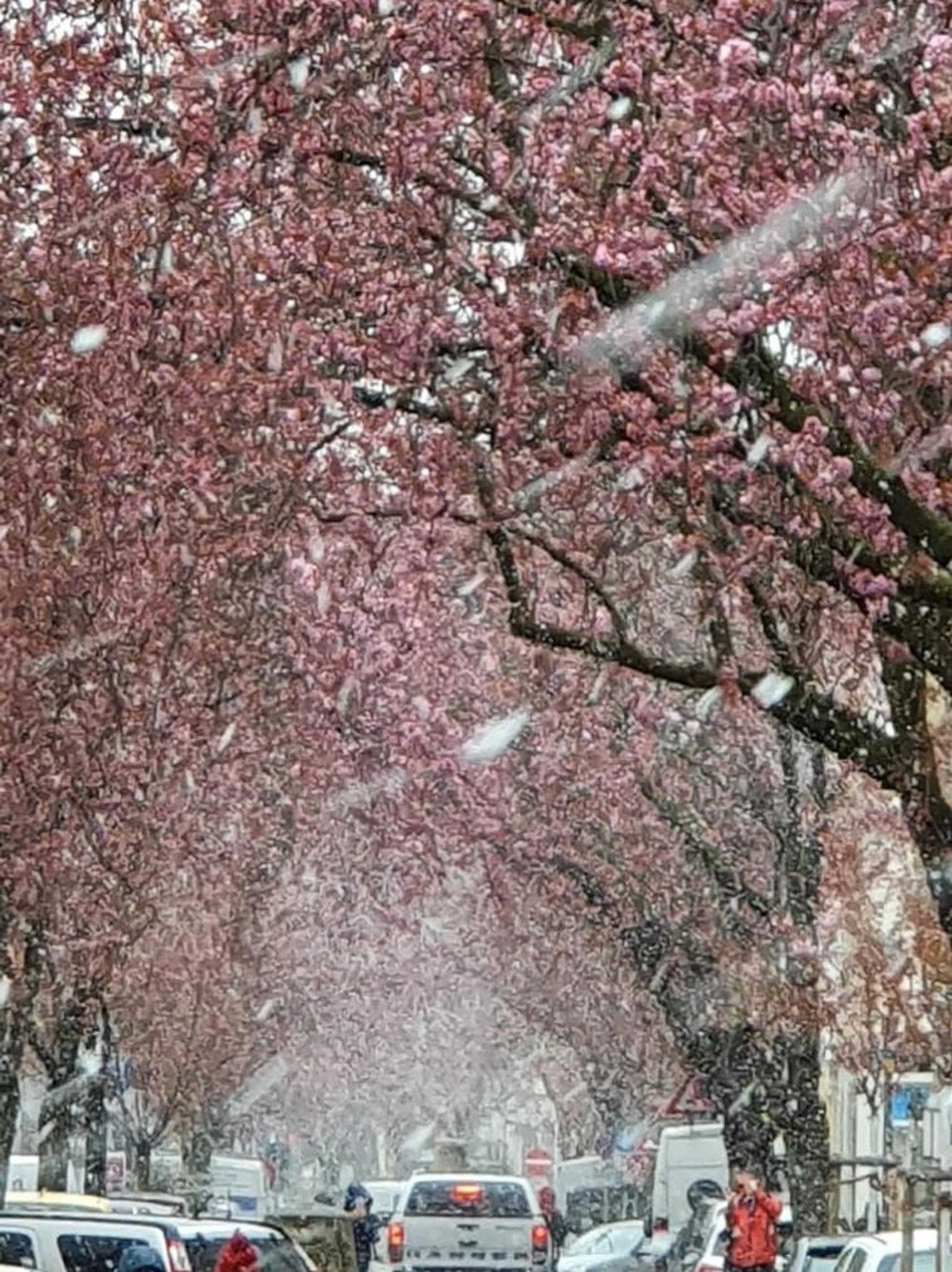 Schneetreiben_Altstadt_Bonn1