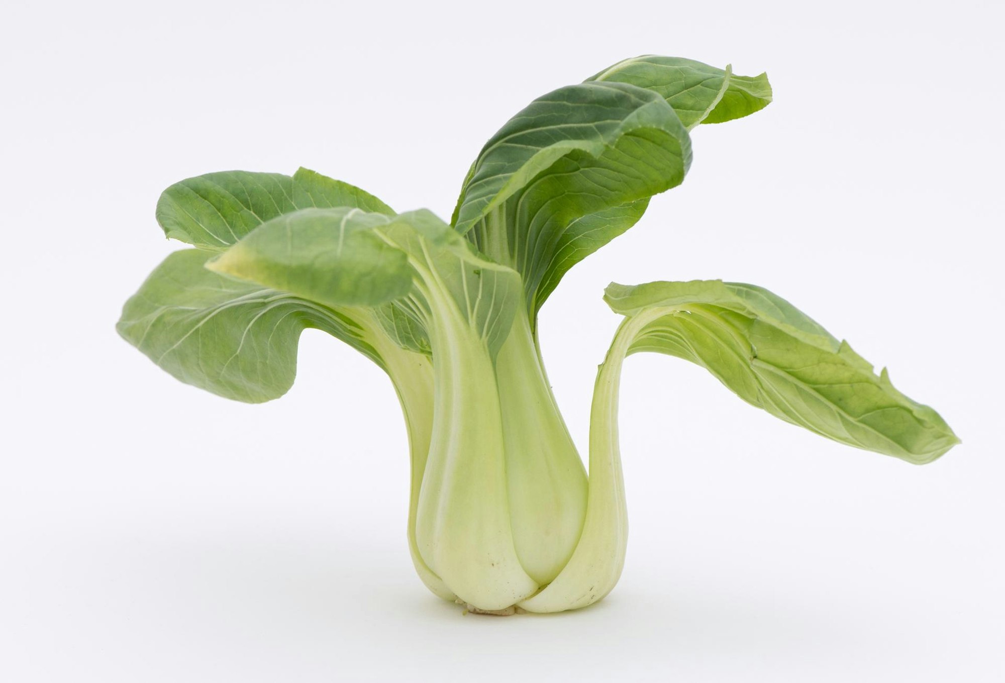 Pak Choi dpa