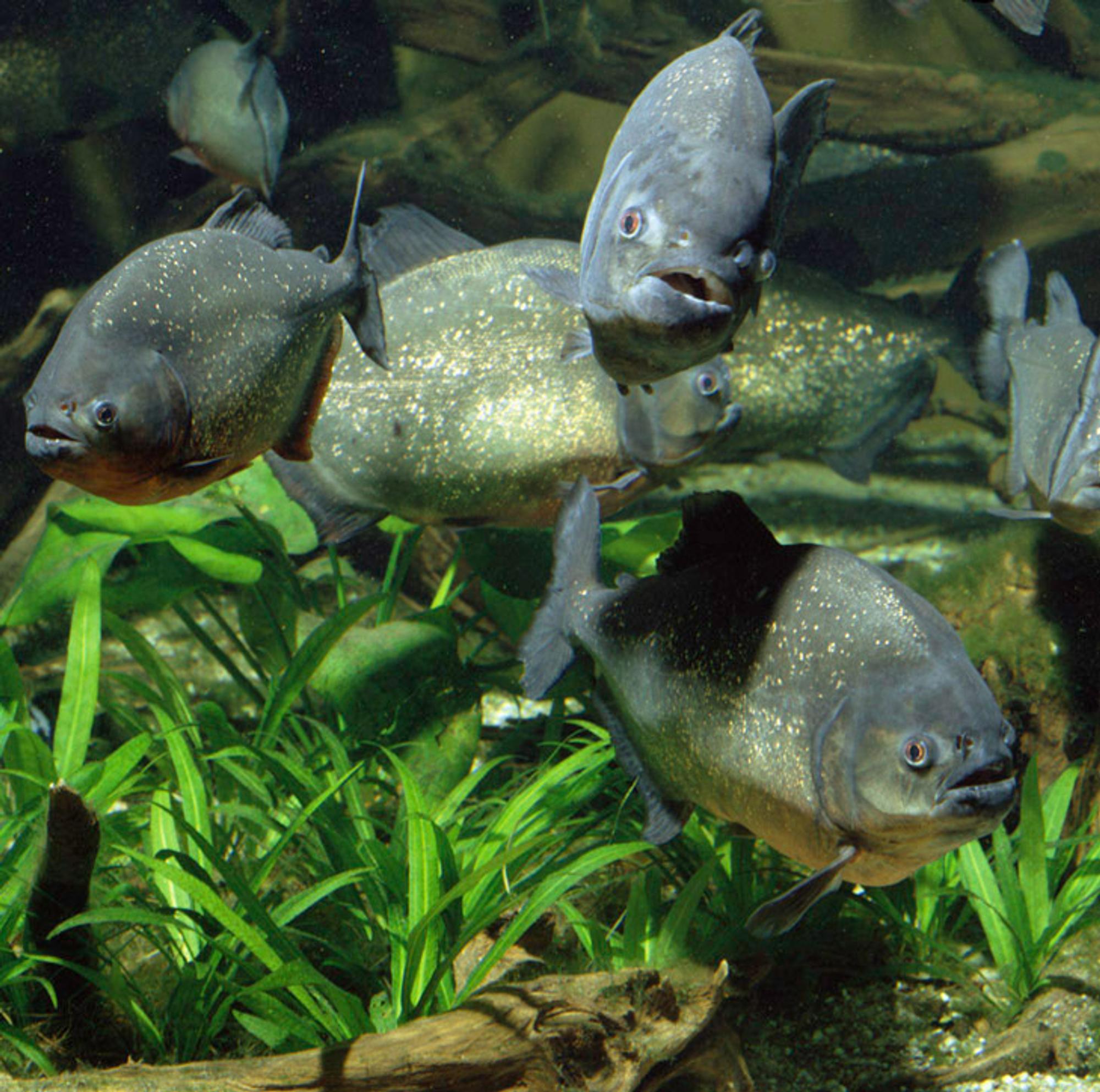 Piranhas 1