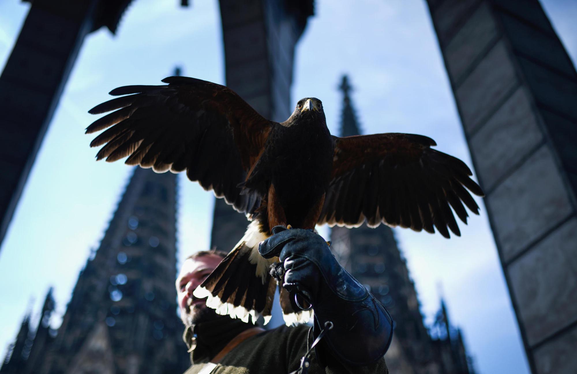 Greifvögel am Kölner Dom