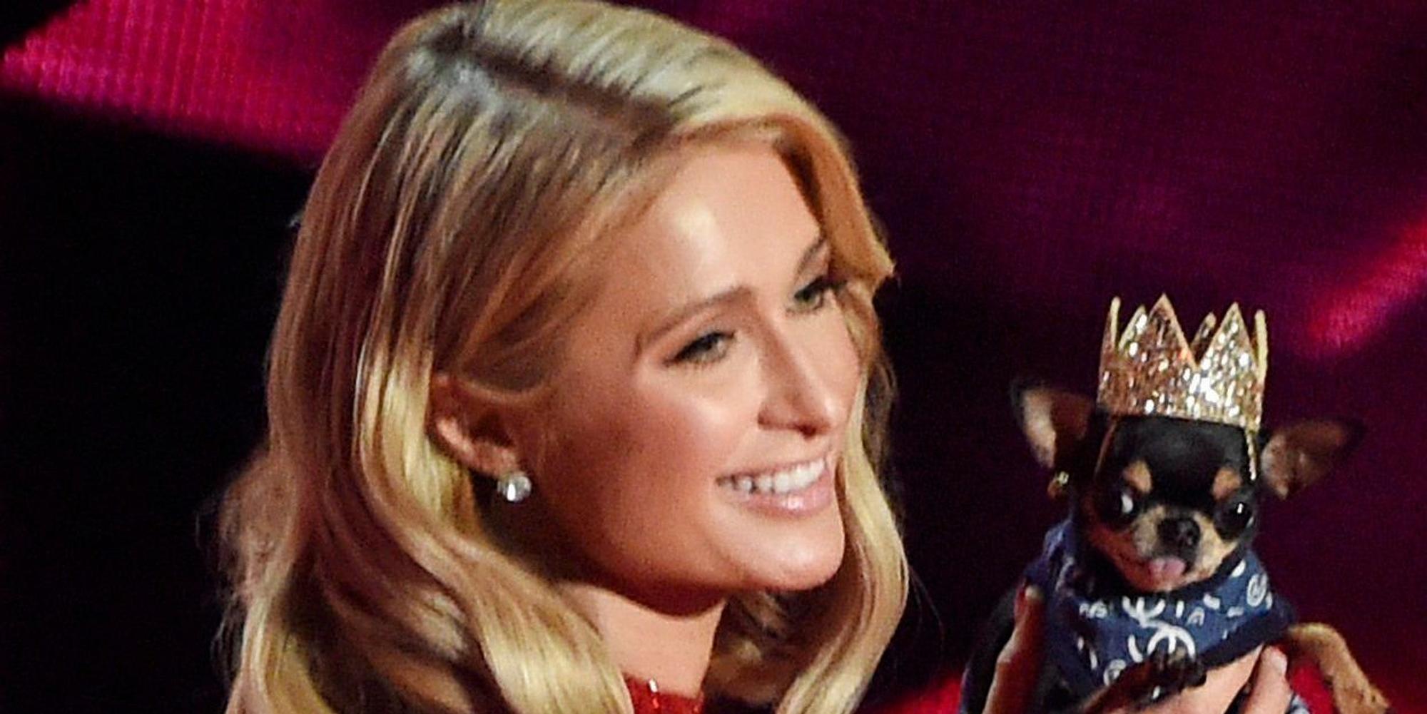 Paris Hilton sucht ihren Hund