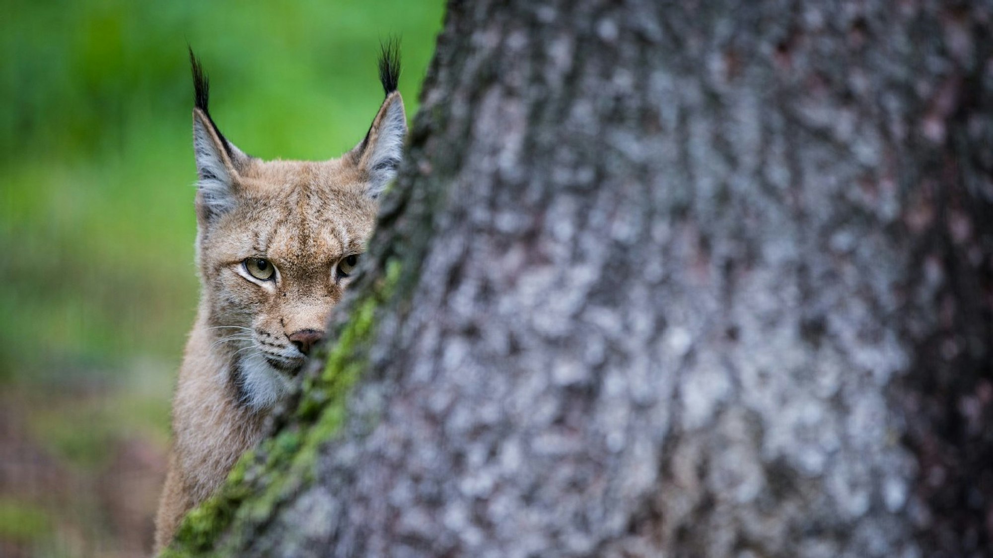 Luchs schaut hinter einem Baumstamm hervor