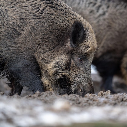 Wildschweine