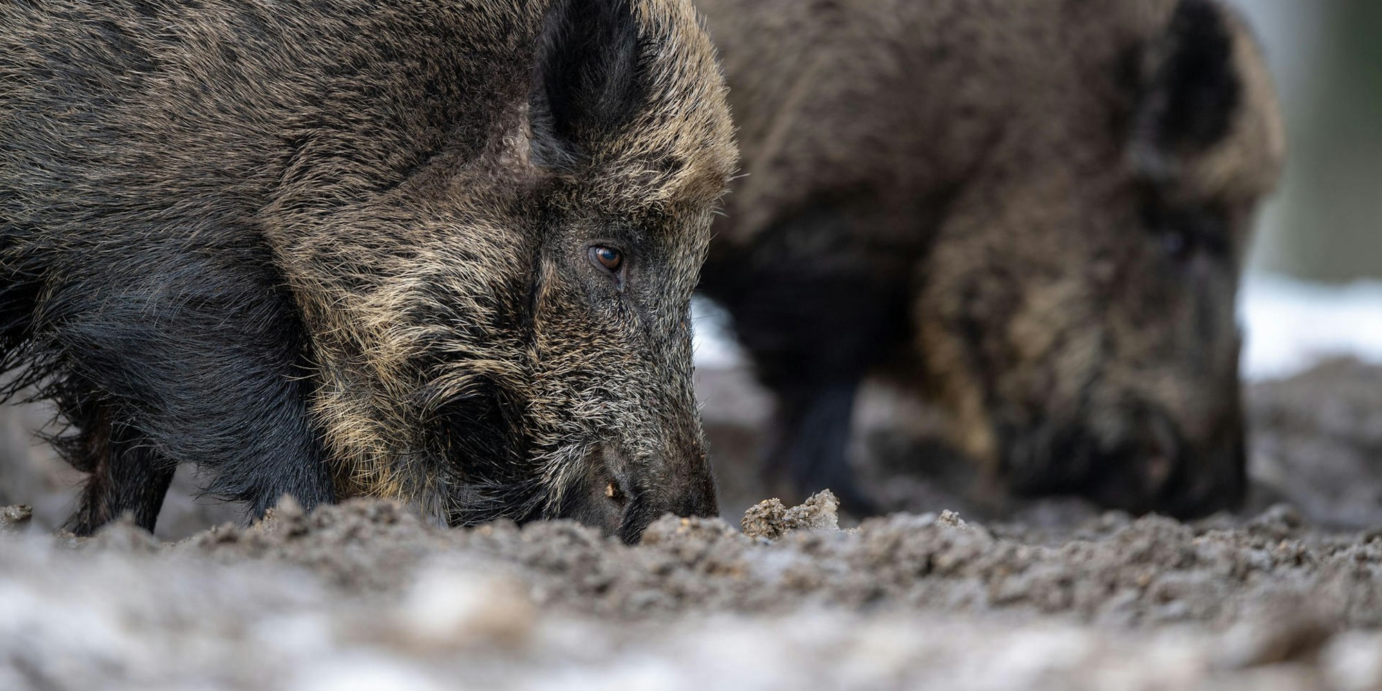 Wildschweine