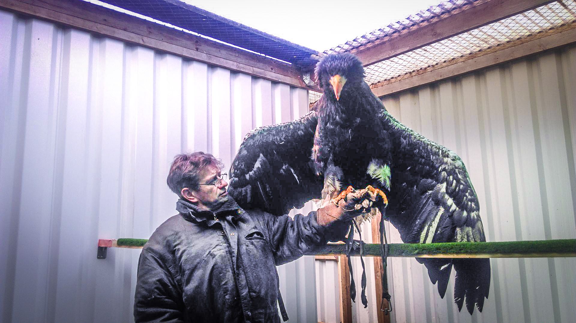 Riesenseeadler_Radevormwald