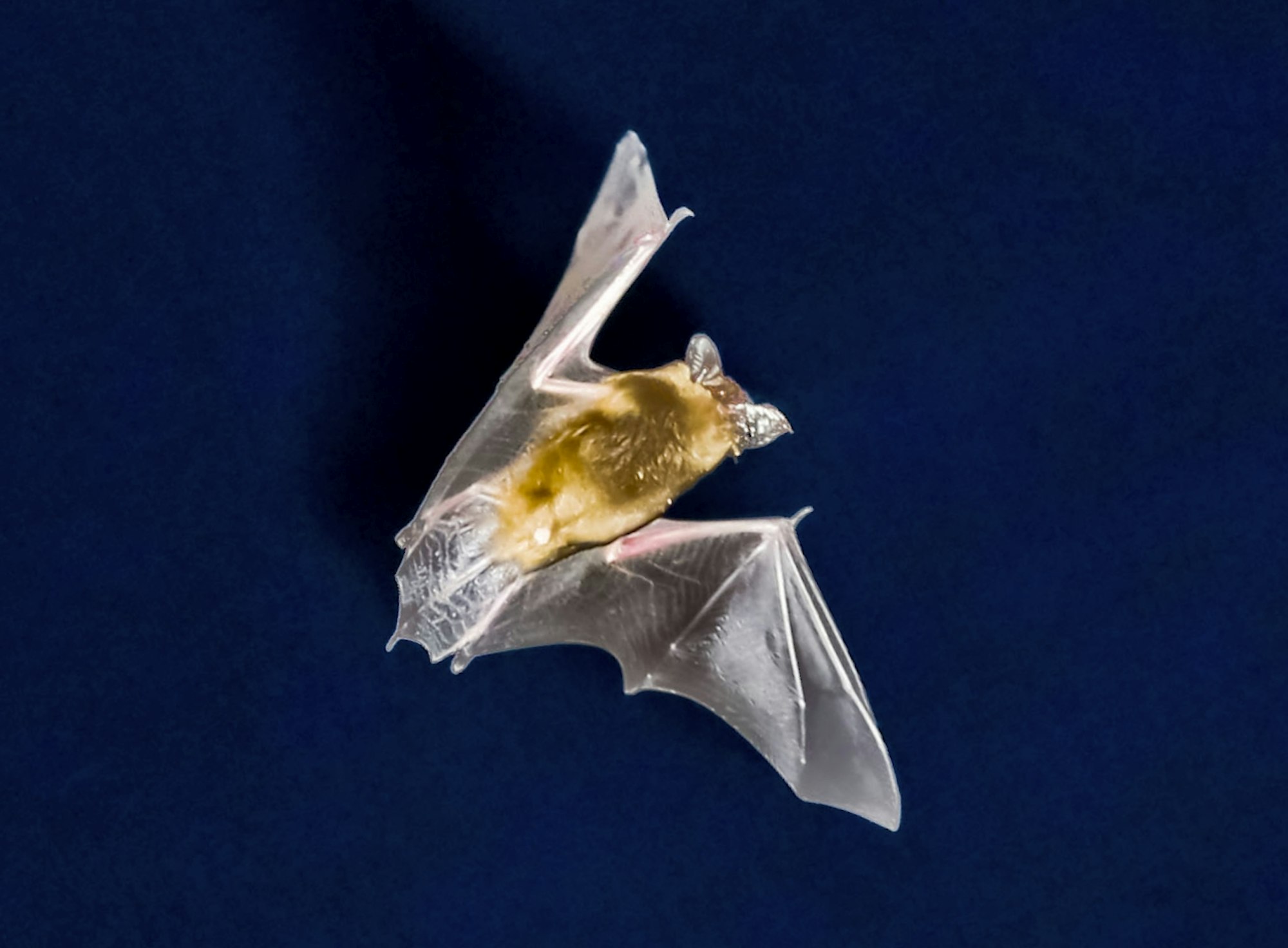 Fledermaus