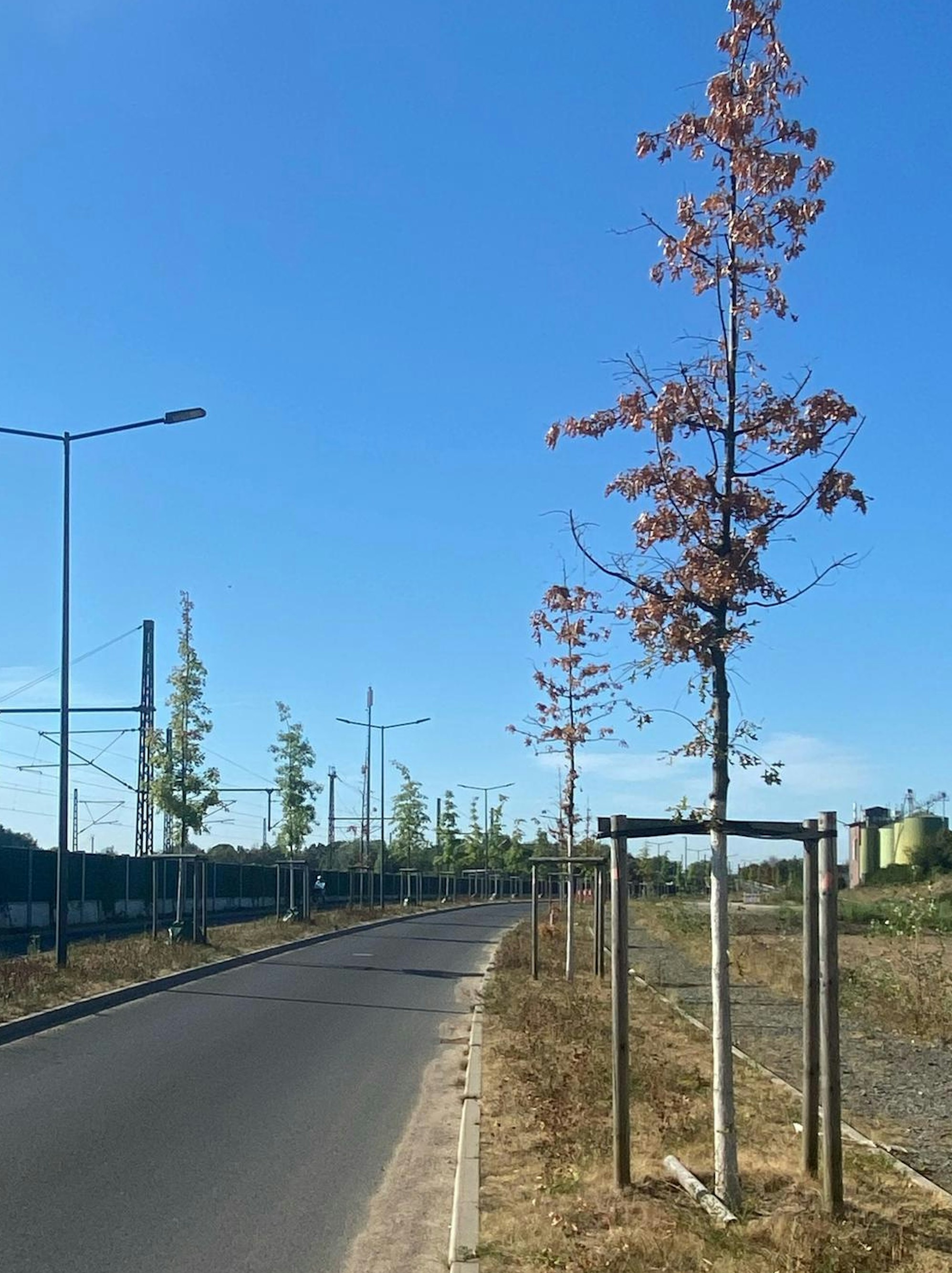 Bäume Europa-Allee (1)