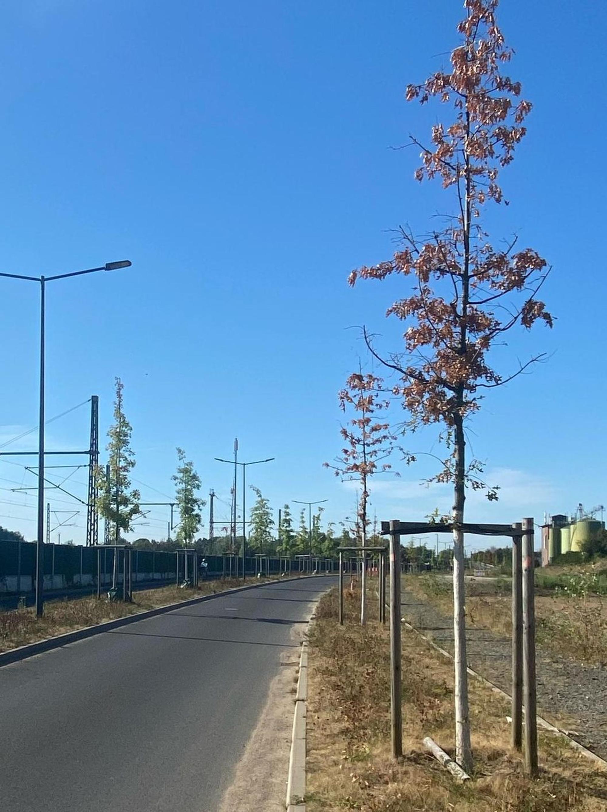 Bäume Europa-Allee (1)