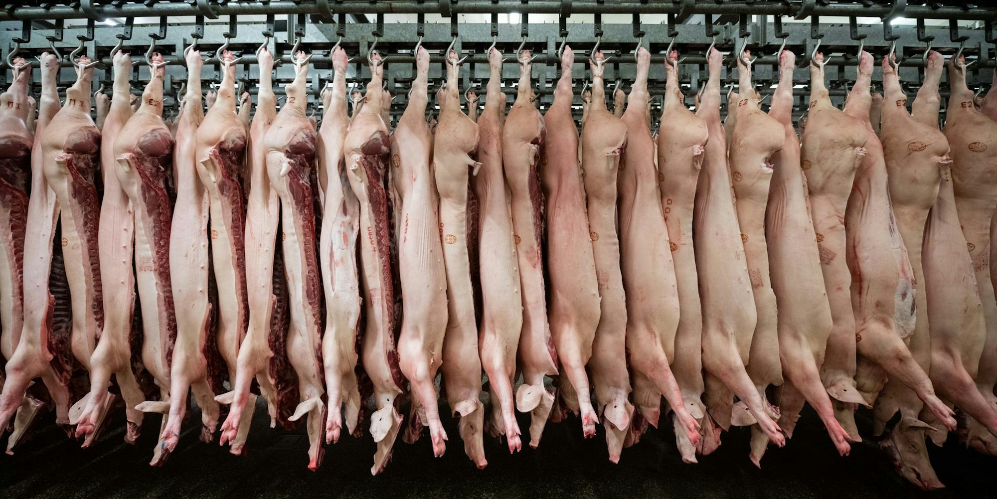 Schweinestau