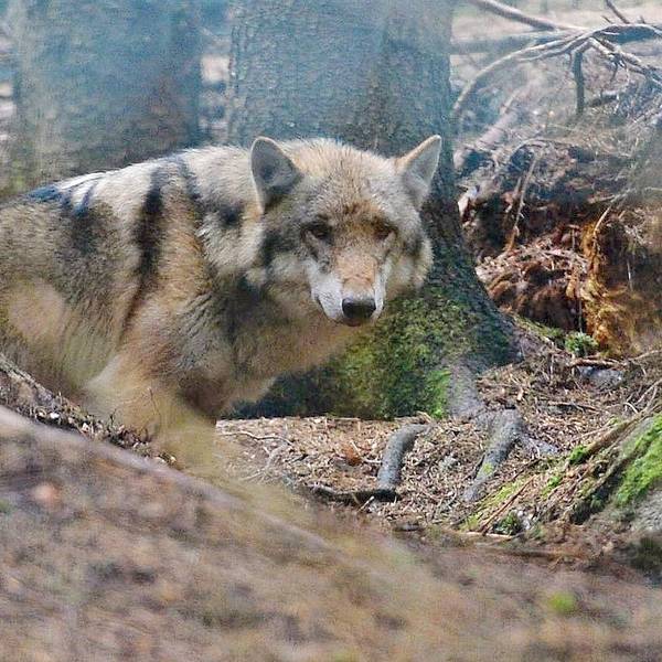 wolf_wald_imago