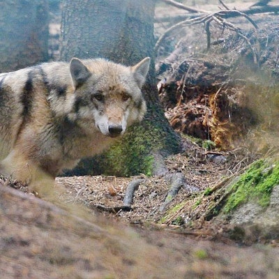 wolf_wald_imago