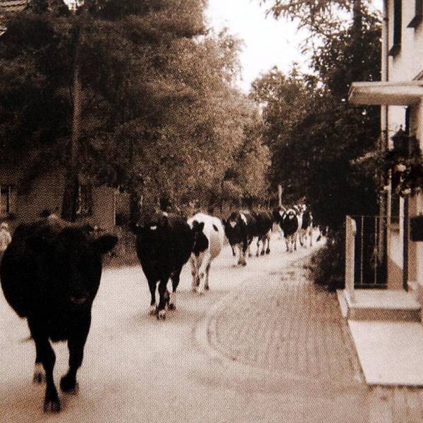 Kuehe_Hatterscheid_Streit