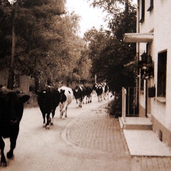 Kuehe_Hatterscheid_Streit