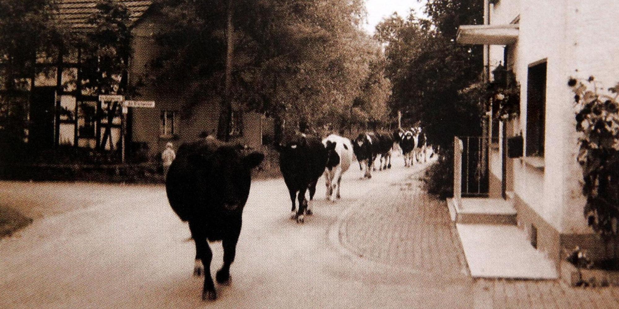 Kuehe_Hatterscheid_Streit
