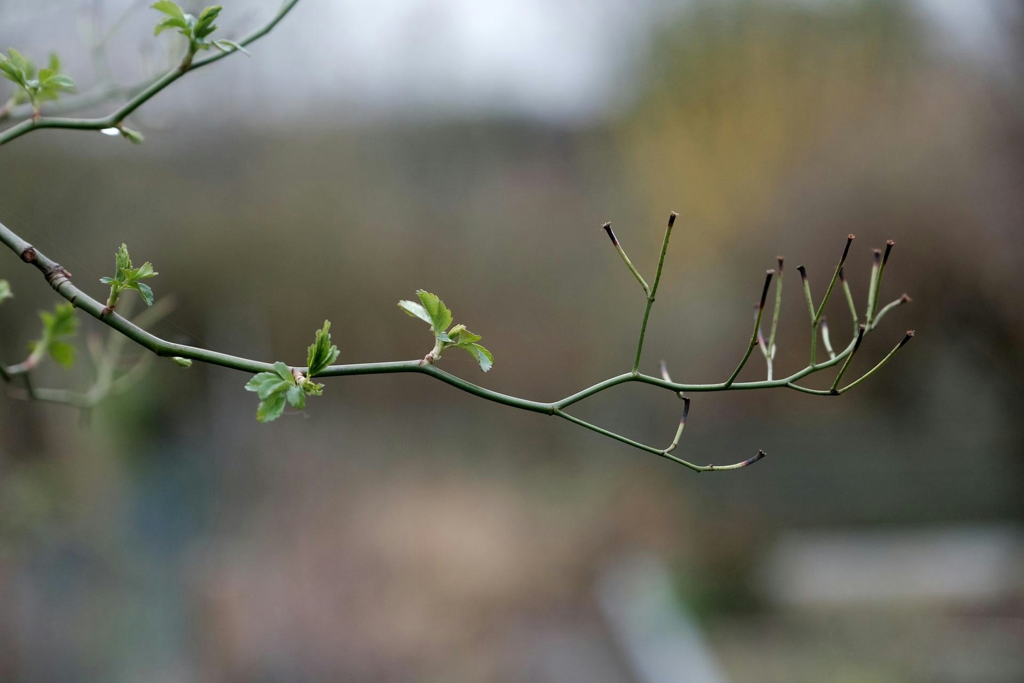 Rosen treiben März 20200305max-garten18