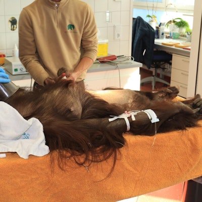 OP Orang Utan Kölner Zoo