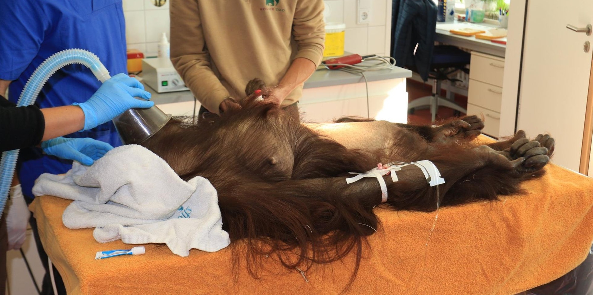 OP Orang Utan Kölner Zoo