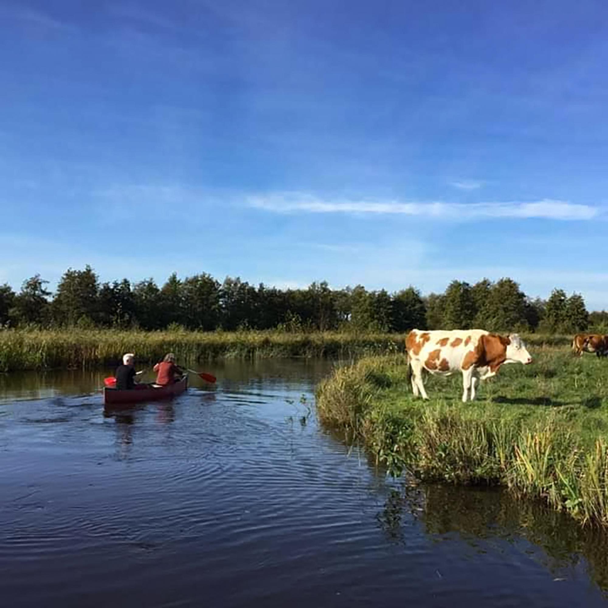 Boot Kuh Kanal