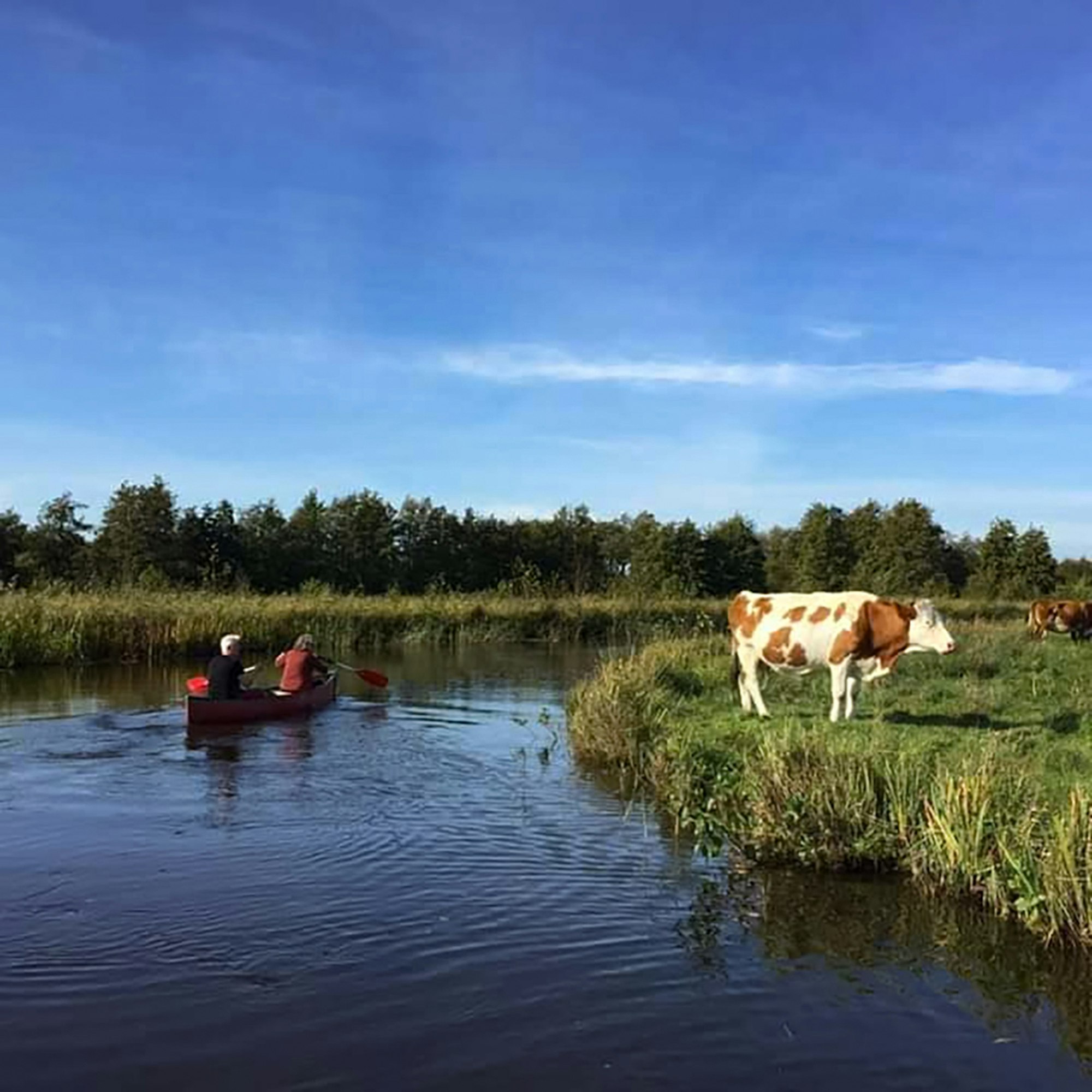 Boot Kuh Kanal