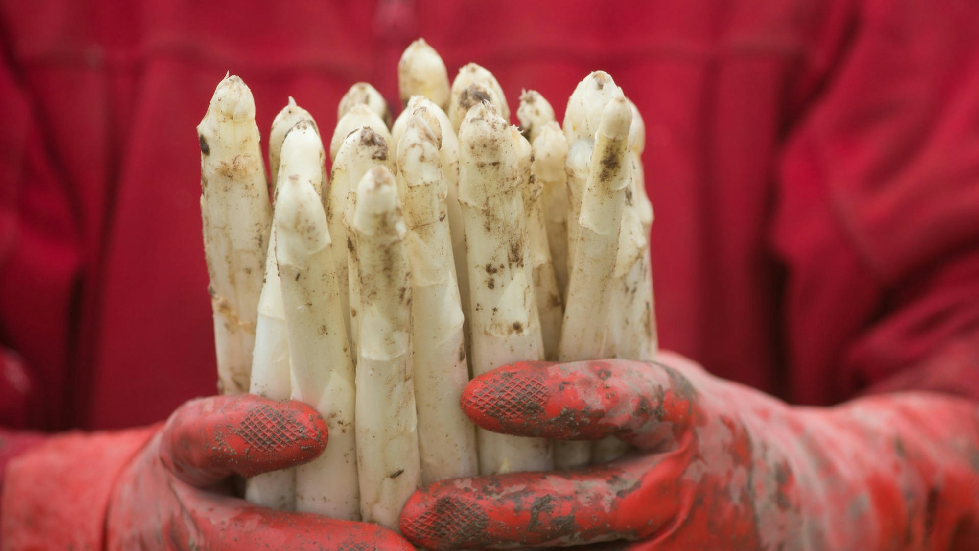 Spargel in Händen mit roten Handschuhen