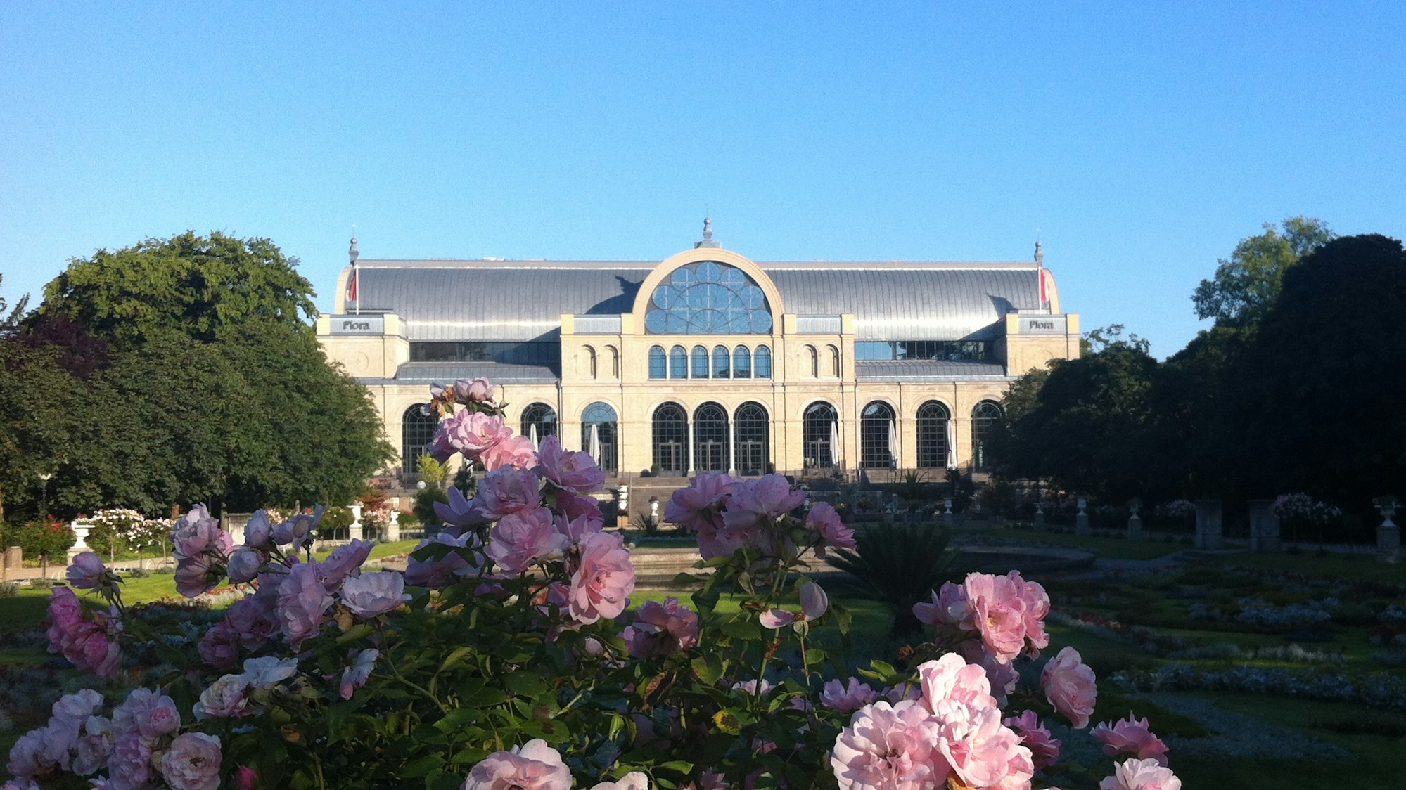 Strauch mit Rosen in einer Parkanlage, längliches Gebäude im Hintergrund