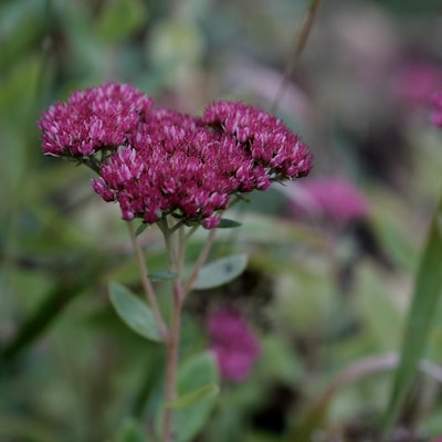 20191004max-garten02