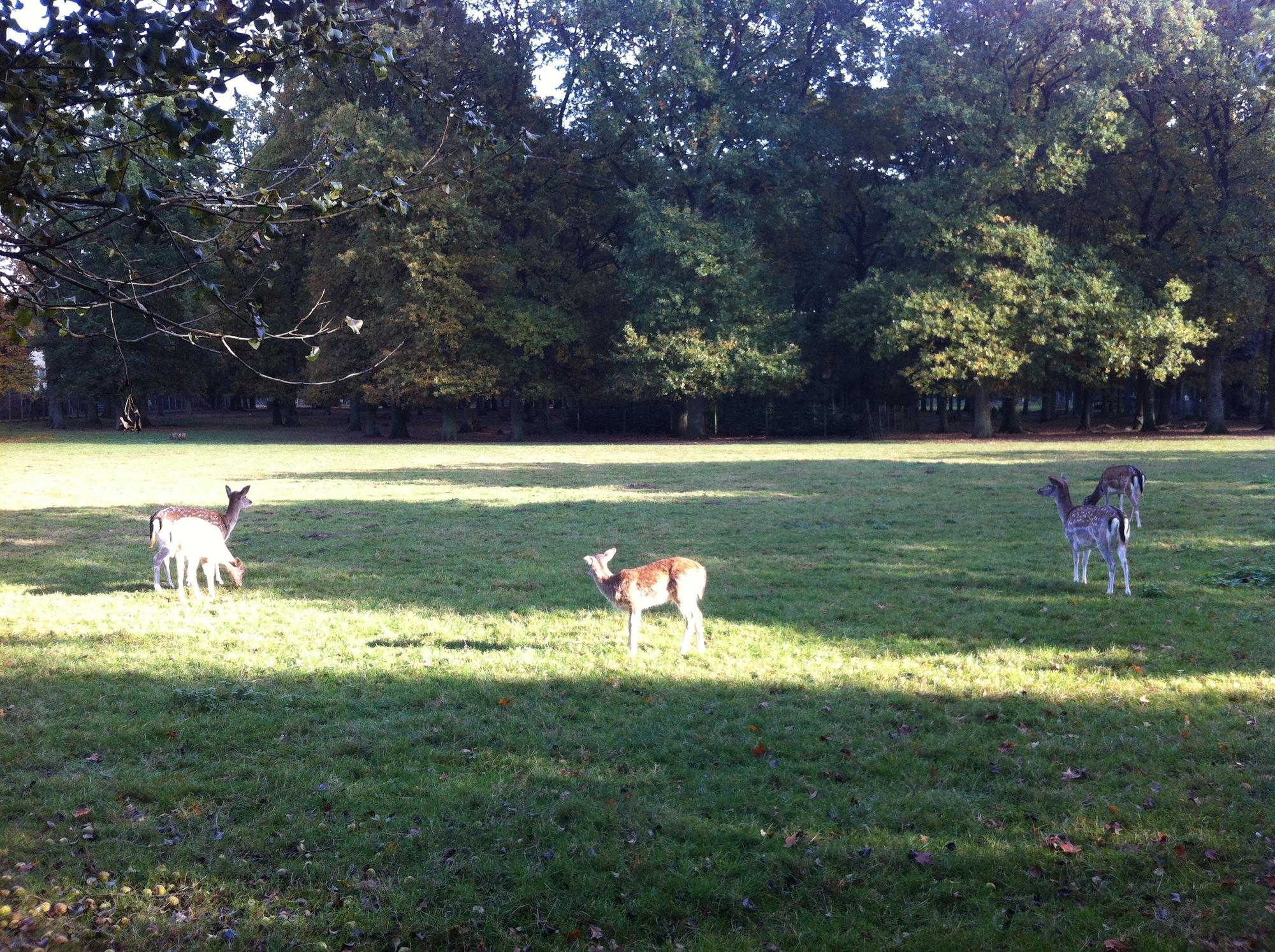 wildpark duünwald2