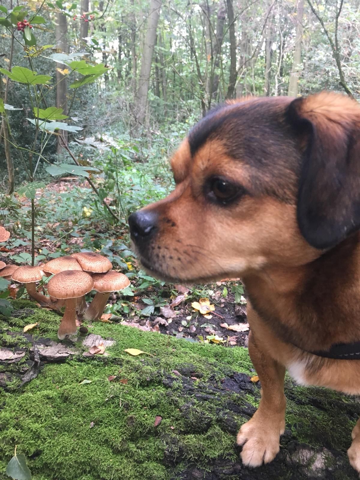 Hunde-Fake 1